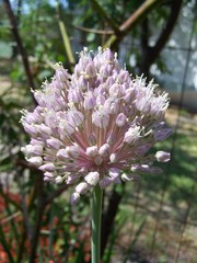 garlic flower