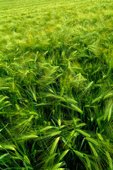 green agricultural field, cerial