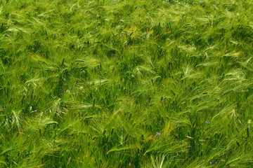 green agricultural field, cerial