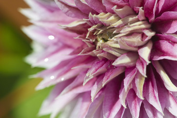 clematis flower