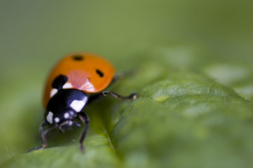 Naklejka premium lady bird beetle