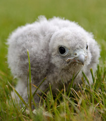 kestrel chick 14 days old
