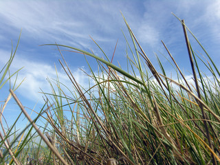 coastline grass