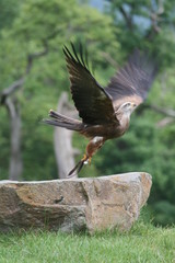 greifvogel