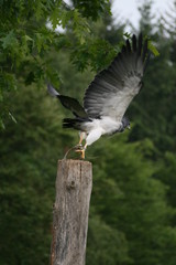 greifvogel