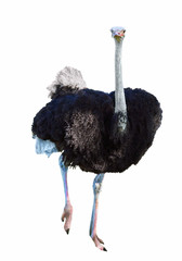Afrikaanse struisvogel geïsoleerd op wit
