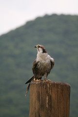 greifvogel