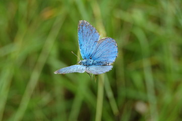 ailes bleus