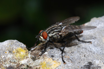 mosca nel sasso