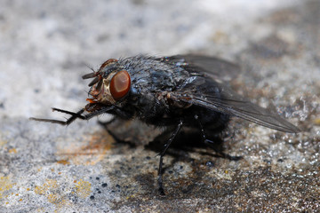mosca nel sasso