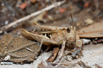 grillo