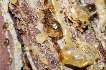 resina d'abete