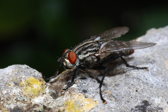 mosca nel sasso