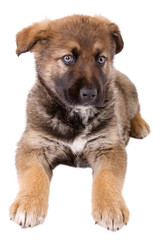 puppy dog sitting in front of white background