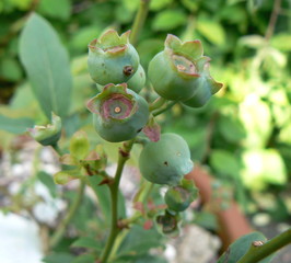 blueberries growing