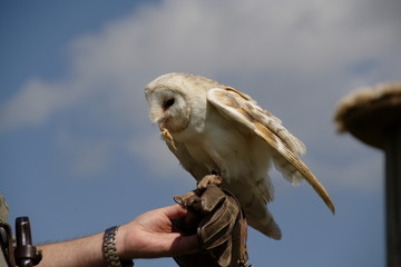 fenton bird of prey centre