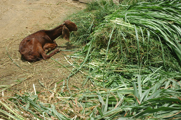 long eared goat 1