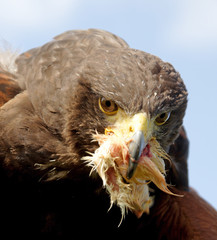 fenton bird of prey centre