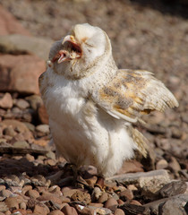 fenton bird of prey centre