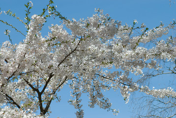 spring garden