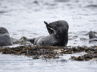 Naklejka premium grey, seals, farne, islands,