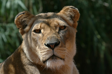 female lion