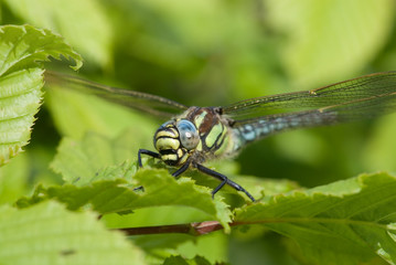dragonflies 9