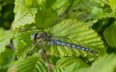 dragonflies 14