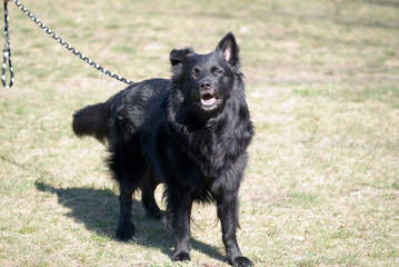 Naklejka premium police dog 7