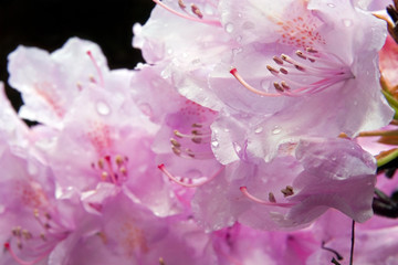 blütenpracht in pink