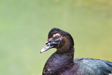 cairina2