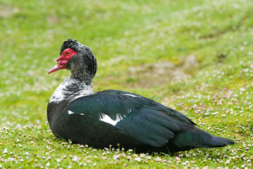 cairina3