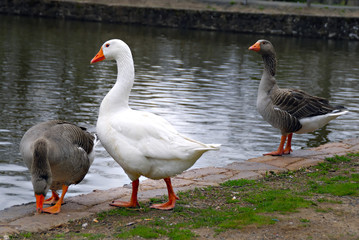 three ducks