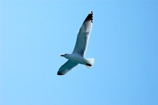Seagull fly in the sky 
