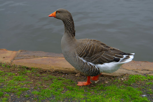 duck walking near a lake