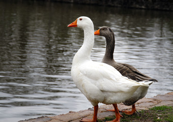 two ducks
