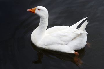 white duck