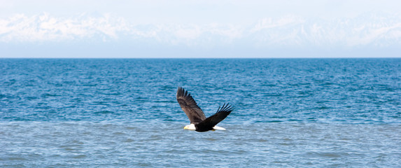 bald eagle