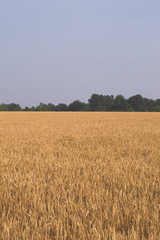 wheat field