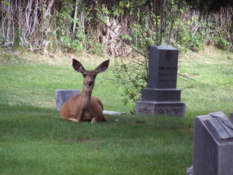 deer by tombstones