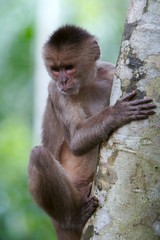 monkey on the tree