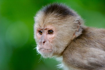 serious monkey's face