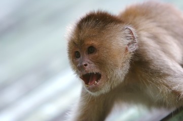 angry monkey