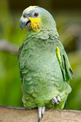 green parrot