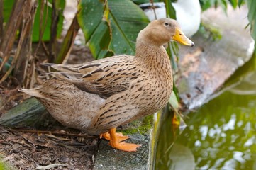 brown duck