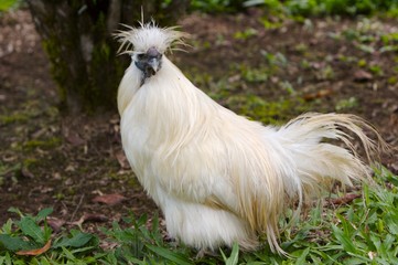 cock