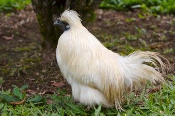 cock