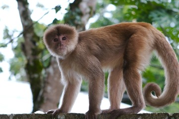monkey closeup
