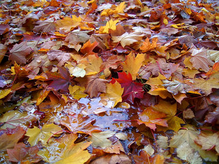autumn rug