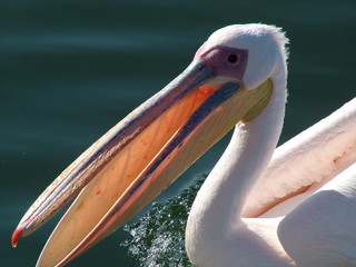 pelikan in walvis bay namibia